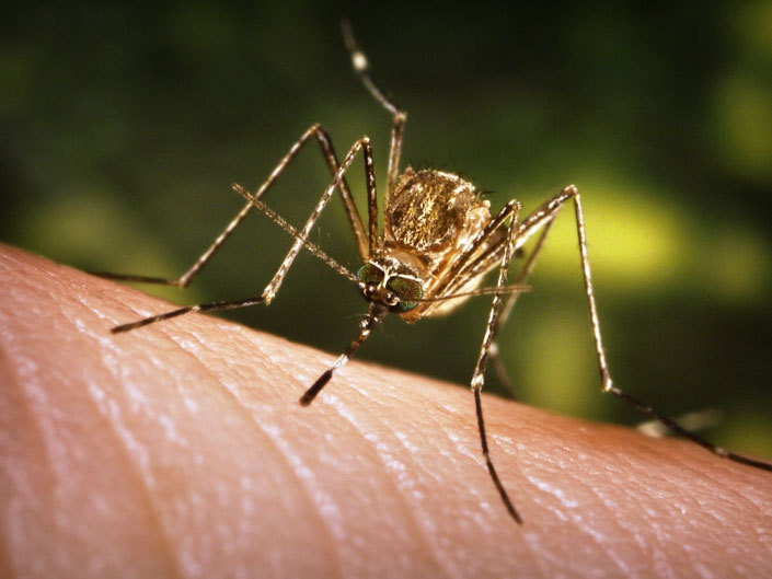 Virusul West Nile: Afla totul despre virusul West Nile!